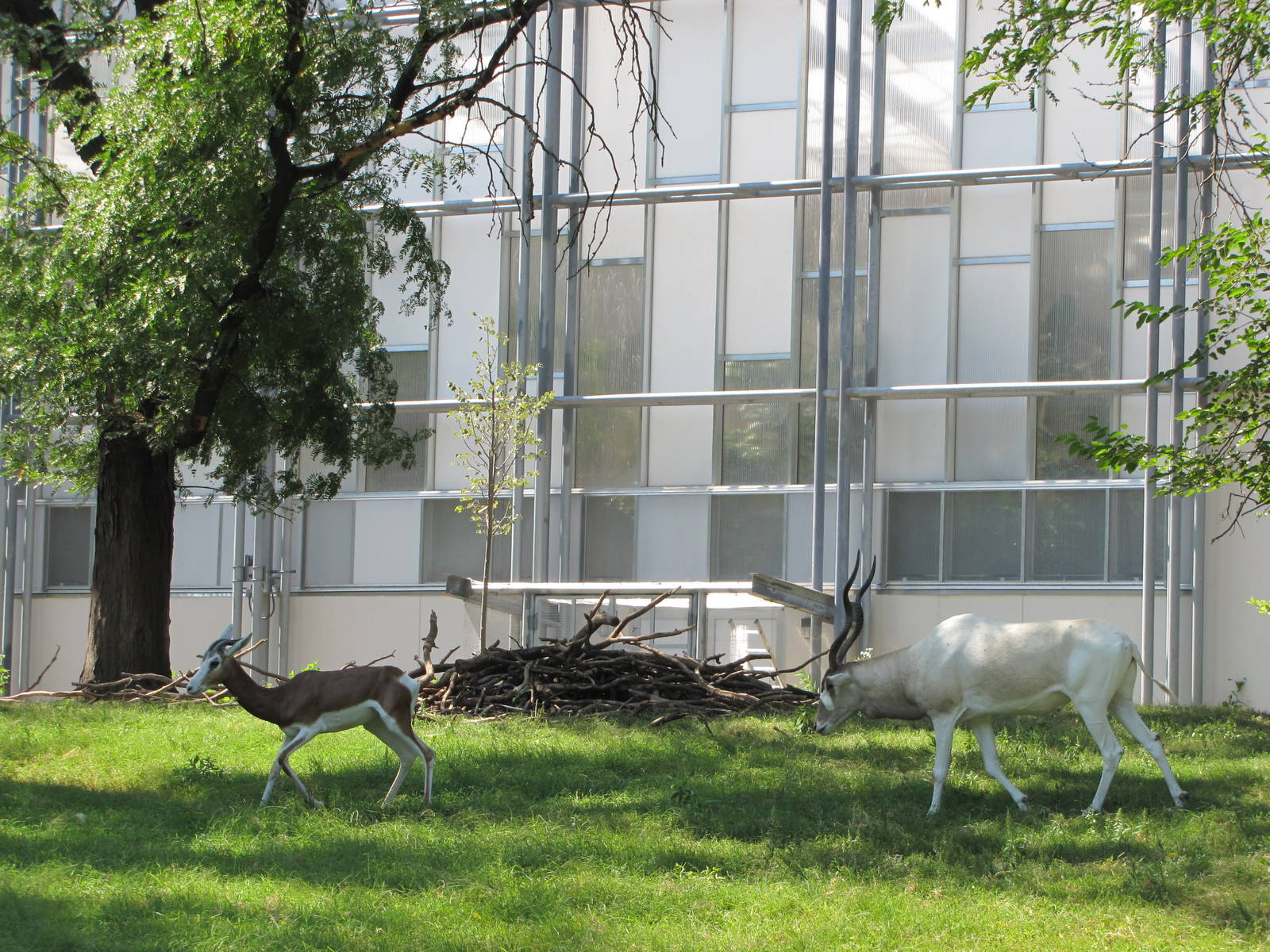Philadelphia Zoo 2010 - Mhorr Gazelle and Addax in African Plains