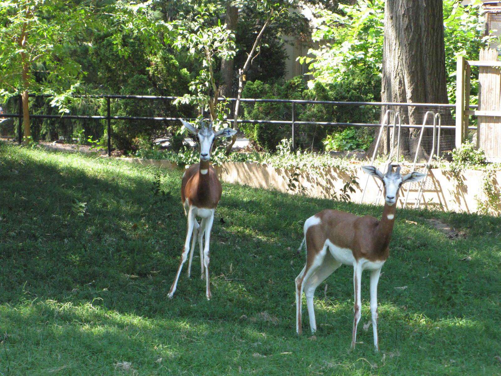 Philadelphia Zoo 2010 - Mhorr Gazelles in African Plains