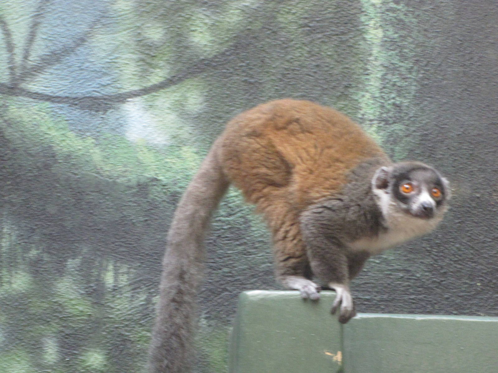 Philadelphia Zoo 2010 - Mongoose Lemur in Rare Animal Conservation Center