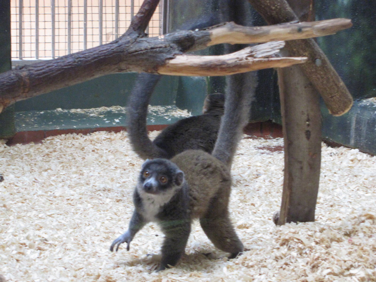 Philadelphia Zoo 2010 - Mongoose Lemur in Rare Animal Conservation Center