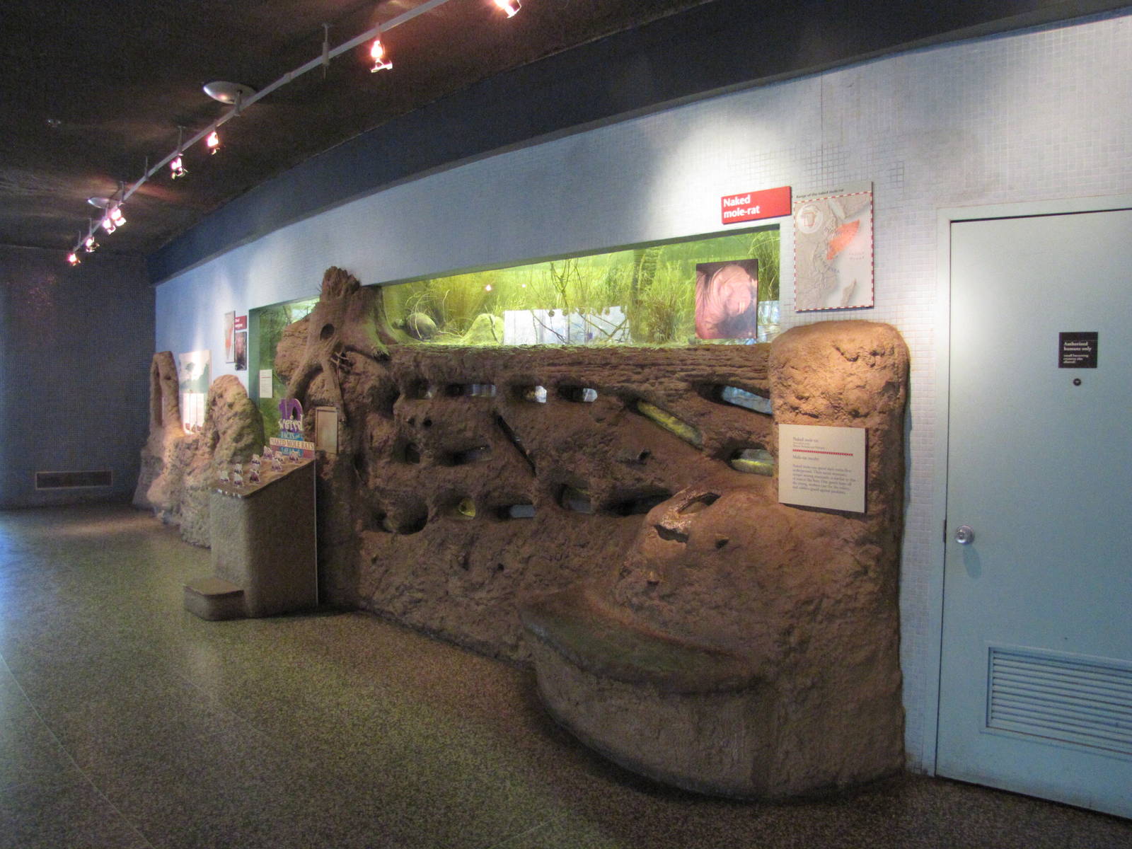 Philadelphia Zoo 2010 - Naked Mole Rat exhibit in Rare Animal Conservation