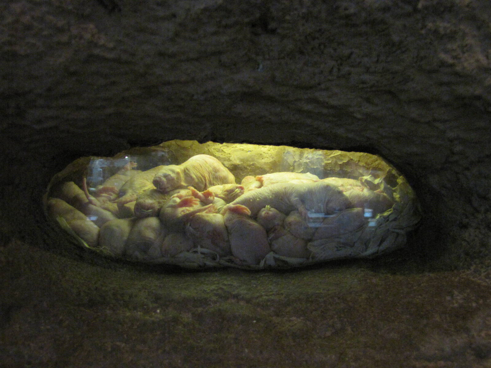 Philadelphia Zoo 2010 - Naked Mole Rats in Rare Animal Conservation Center