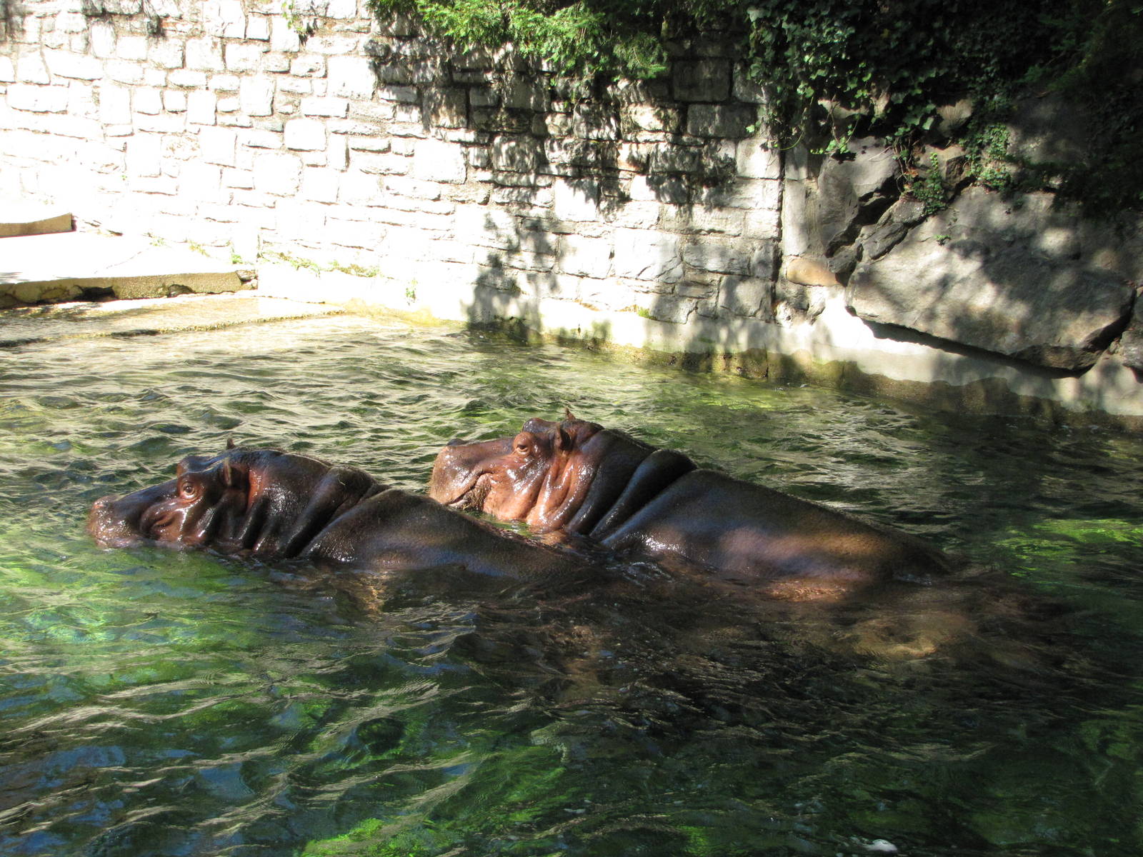 Philadelphia Zoo 2010 - Nile Hippopotamus