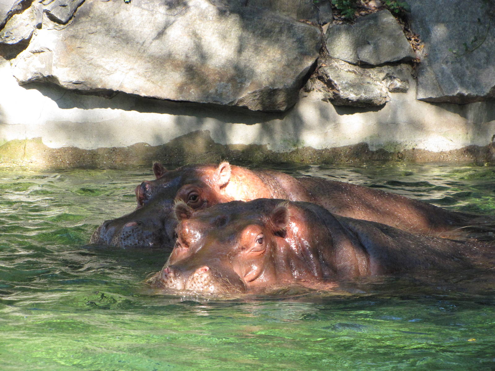 Philadelphia Zoo 2010 - Nile Hippopotamus