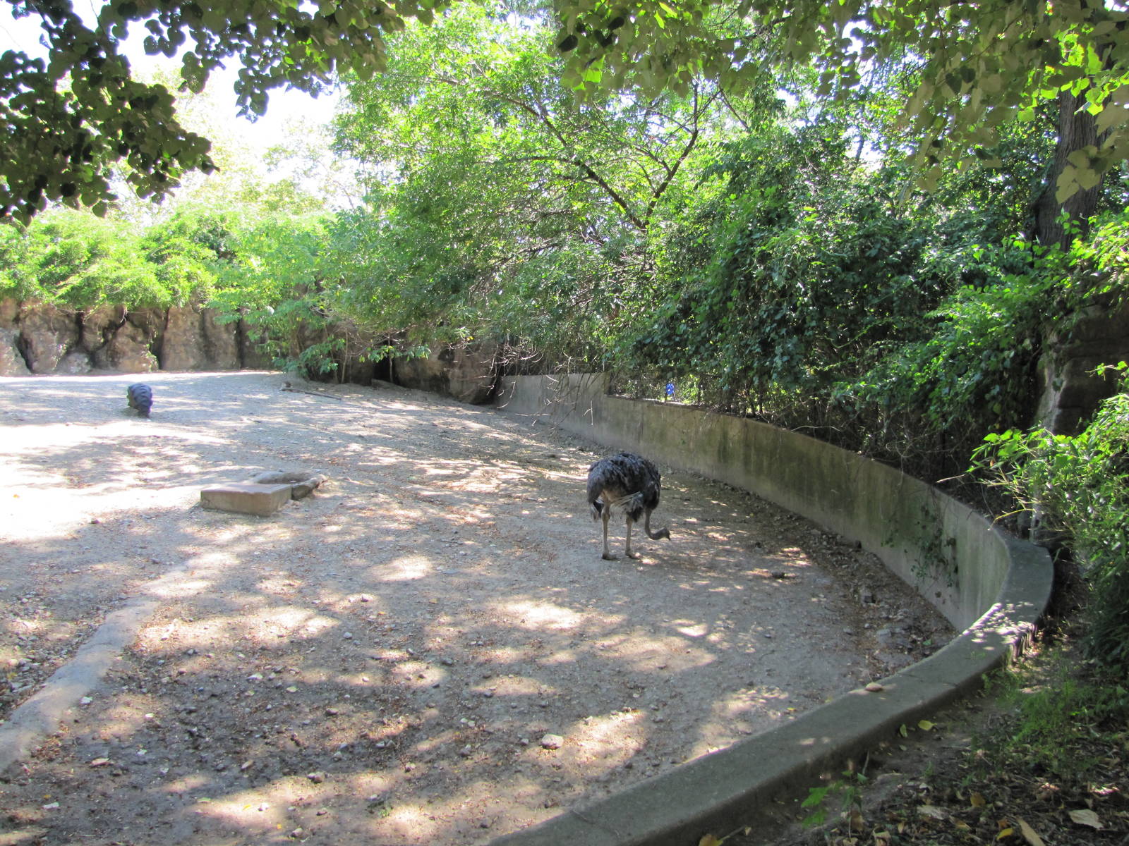 Philadelphia Zoo 2010 - Ostrich in African Plaines