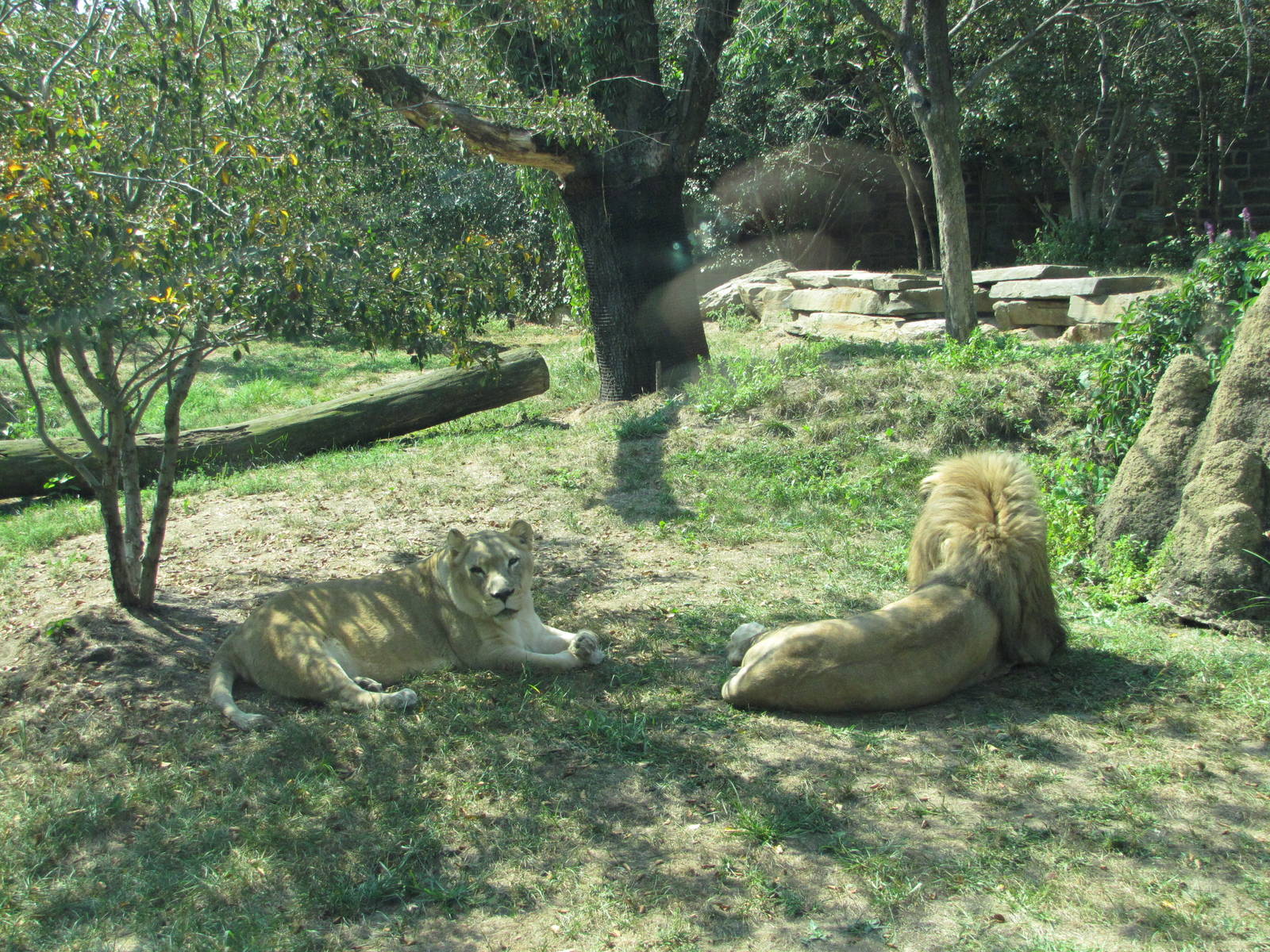 Philadelphia Zoo 2010 - Pale African Lions