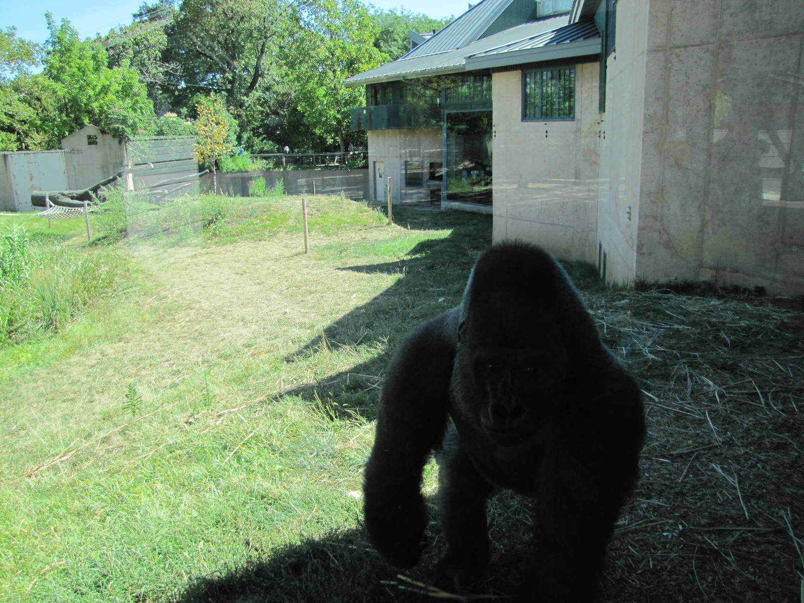 Philadelphia Zoo 2010 - Part of Gorilla outdoor exhibit and someone who did