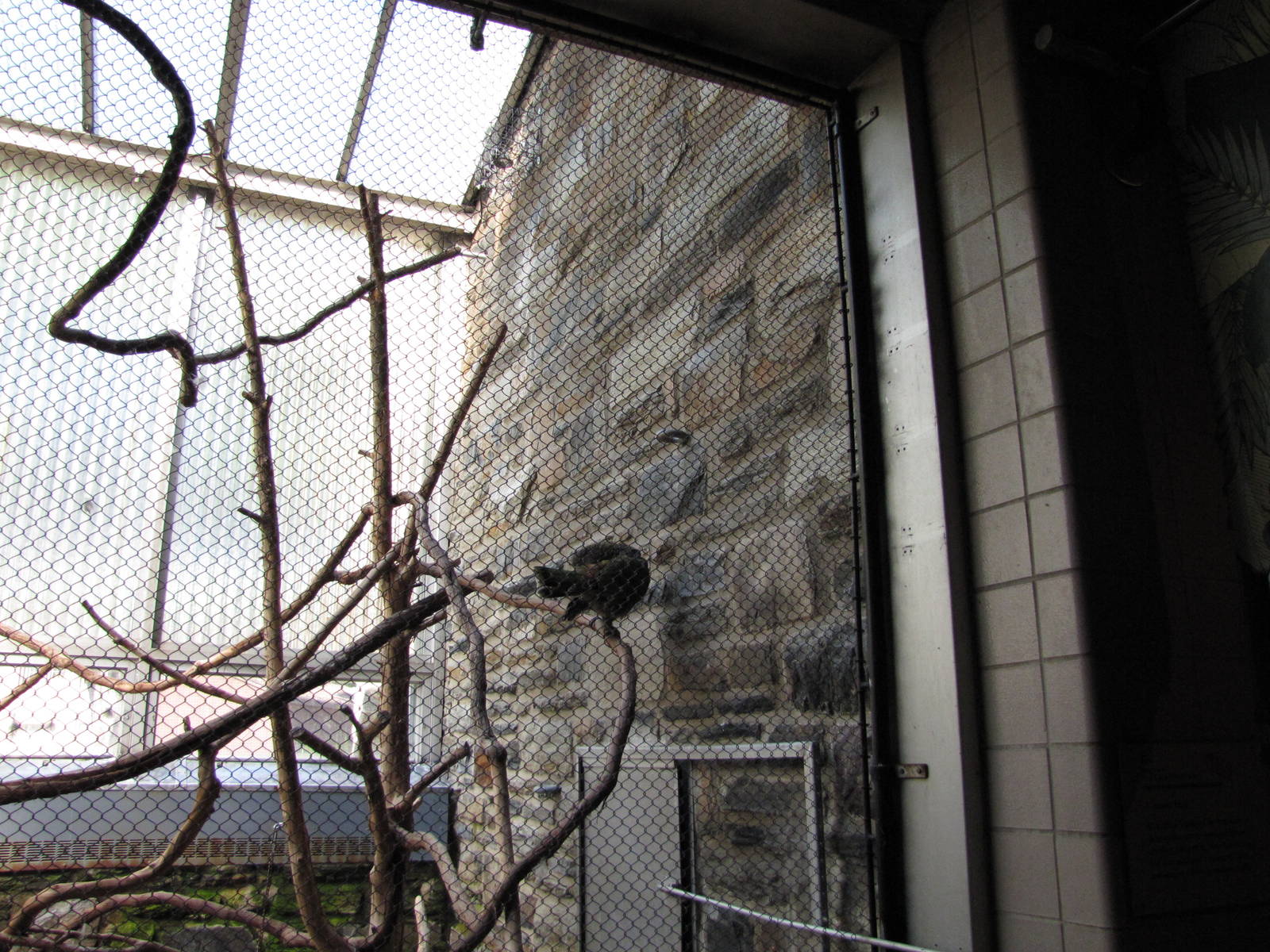Philadelphia Zoo 2010 - Part of Kea exhibit in Rare Animal Conservation Cen