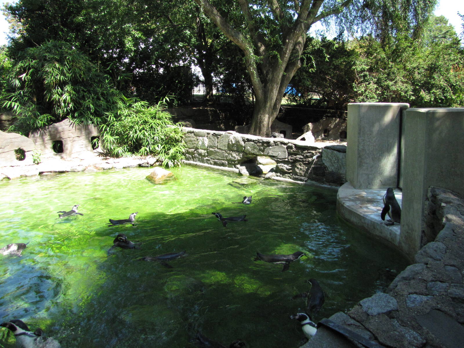 Philadelphia Zoo 2010 - Part of second Humboldt Penguin exhibit