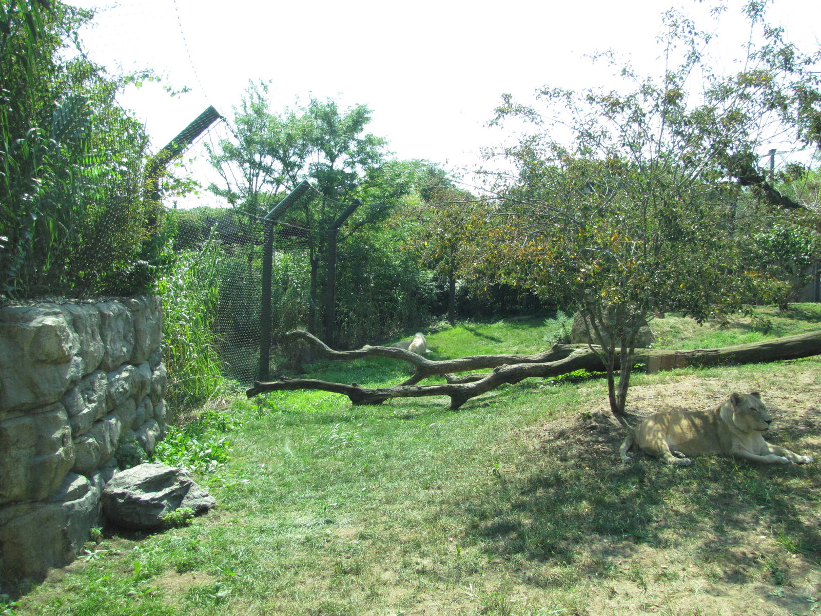 Philadelphia Zoo 2010 - Part of the African Lion exhibit