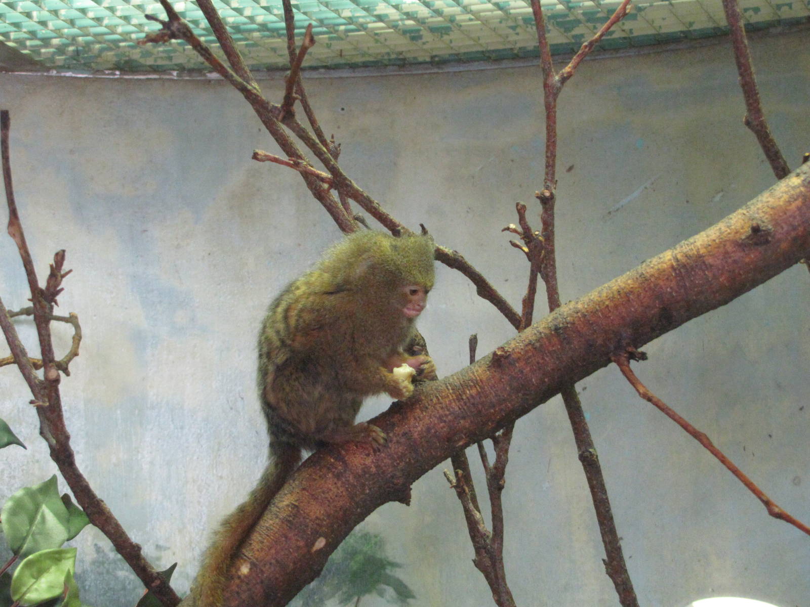 Philadelphia Zoo 2010 - Pigmy Marmoset in Rare Animal Conservation Center