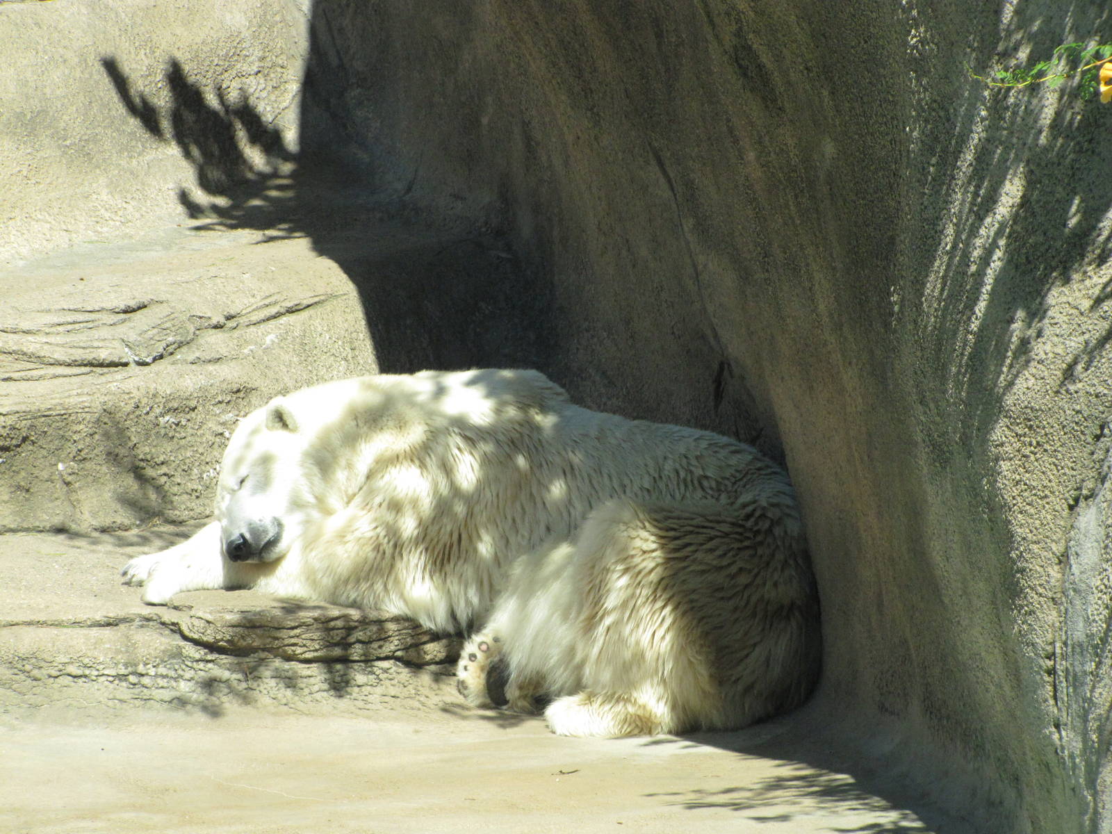Philadelphia Zoo 2010 - Polar Bear