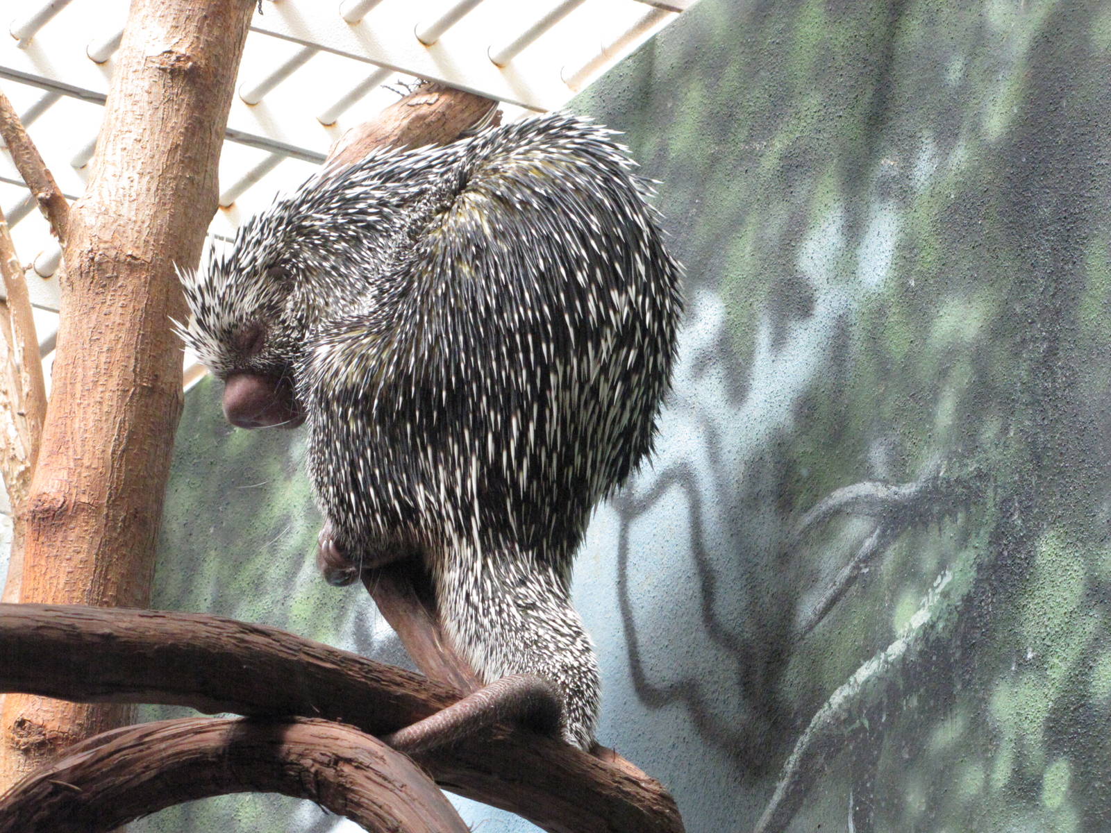 Philadelphia Zoo 2010 - Prehensile-tailed Porcupine in Rare Animal Conserva