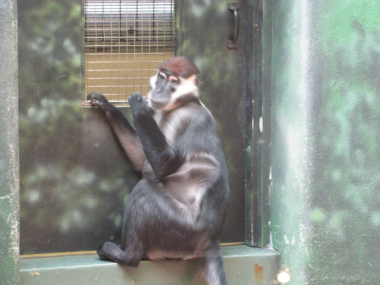 Philadelphia Zoo 2010 - Red-Capped Mangabey in Rare Animal Conservation Cen