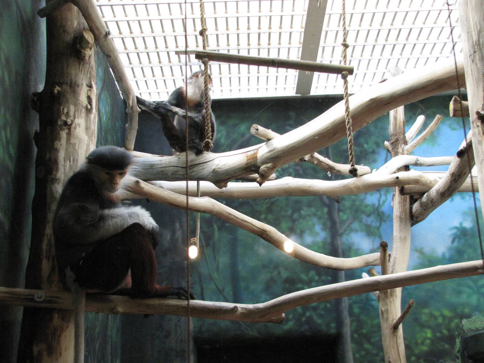 Philadelphia Zoo 2010 - Red-shanked Douc Langur exhibit