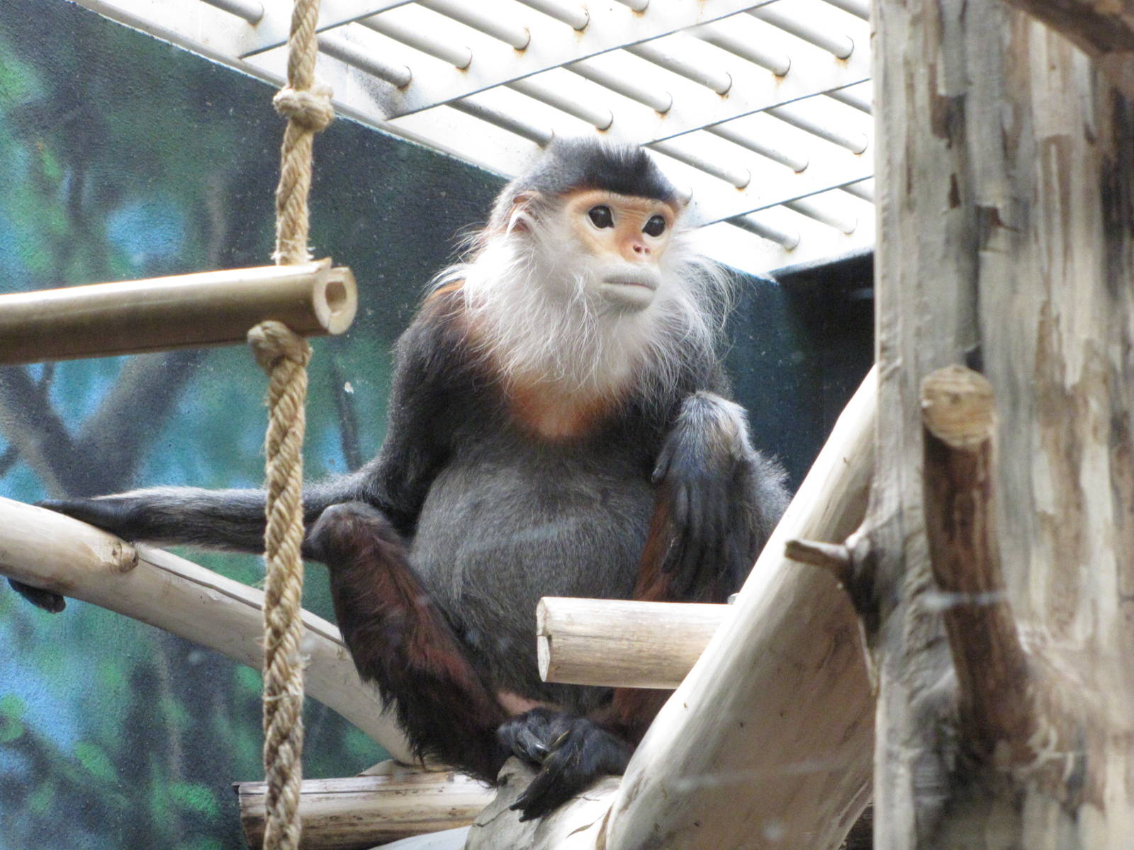 Philadelphia Zoo 2010 - Red-shanked Douc Langur