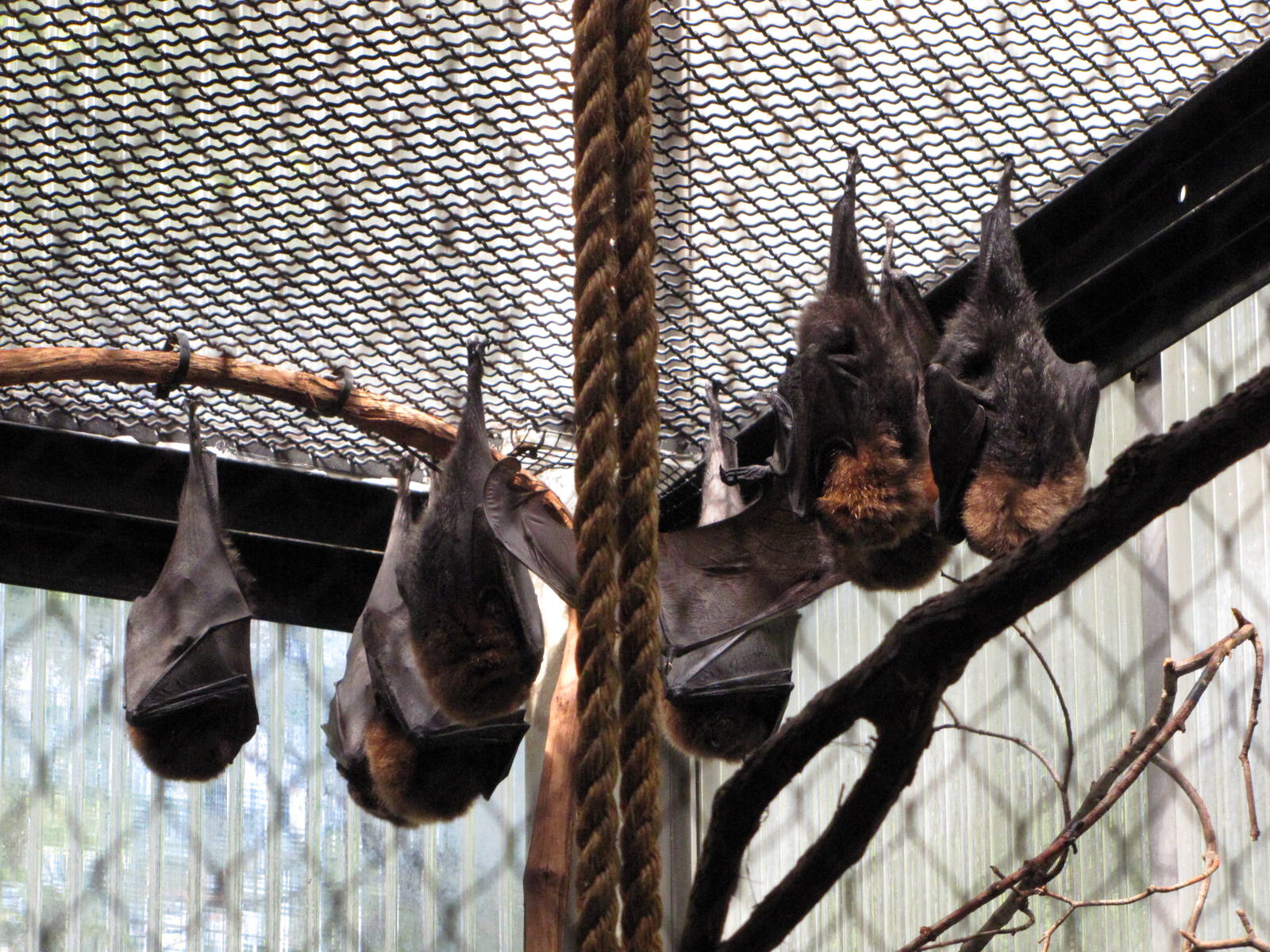 Philadelphia Zoo 2010 - Rodrigues Flying Fox in Rare Animal Conservation Ce