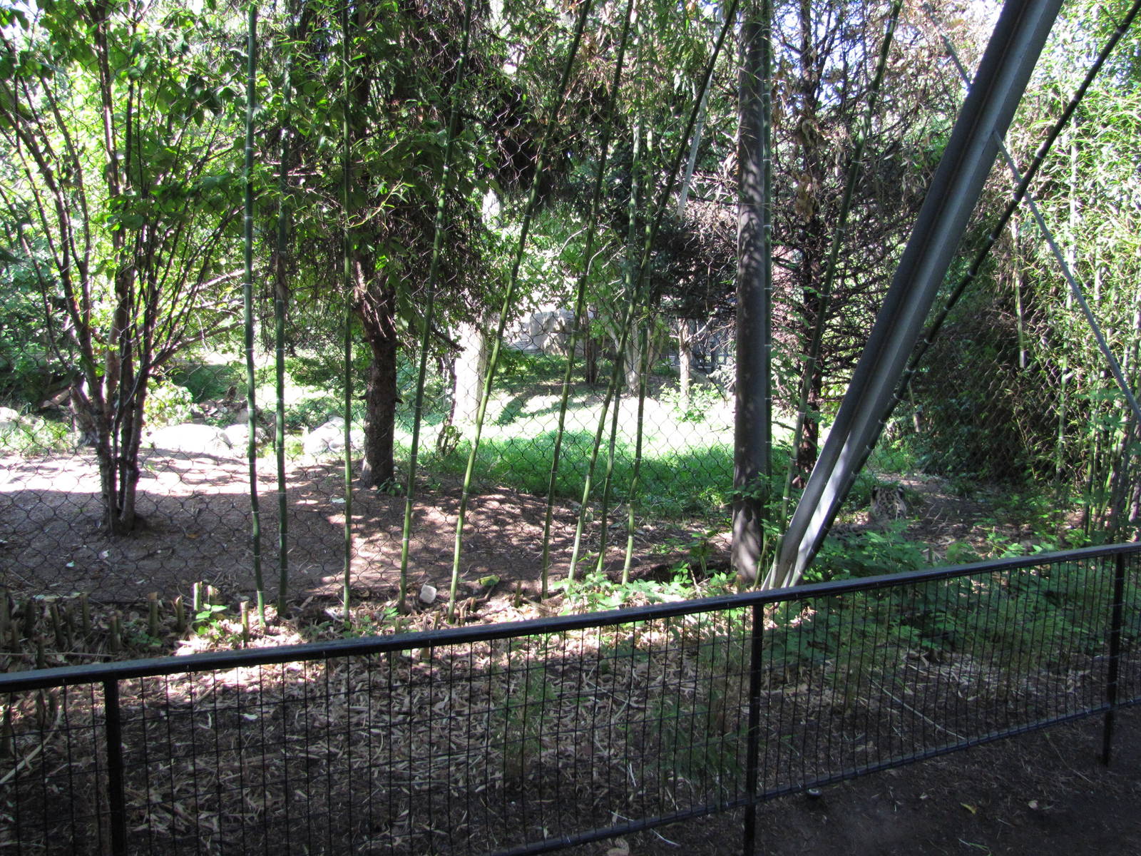 Philadelphia Zoo 2010 - Rotating exhibit for Amur Leopard and Snow Leopard