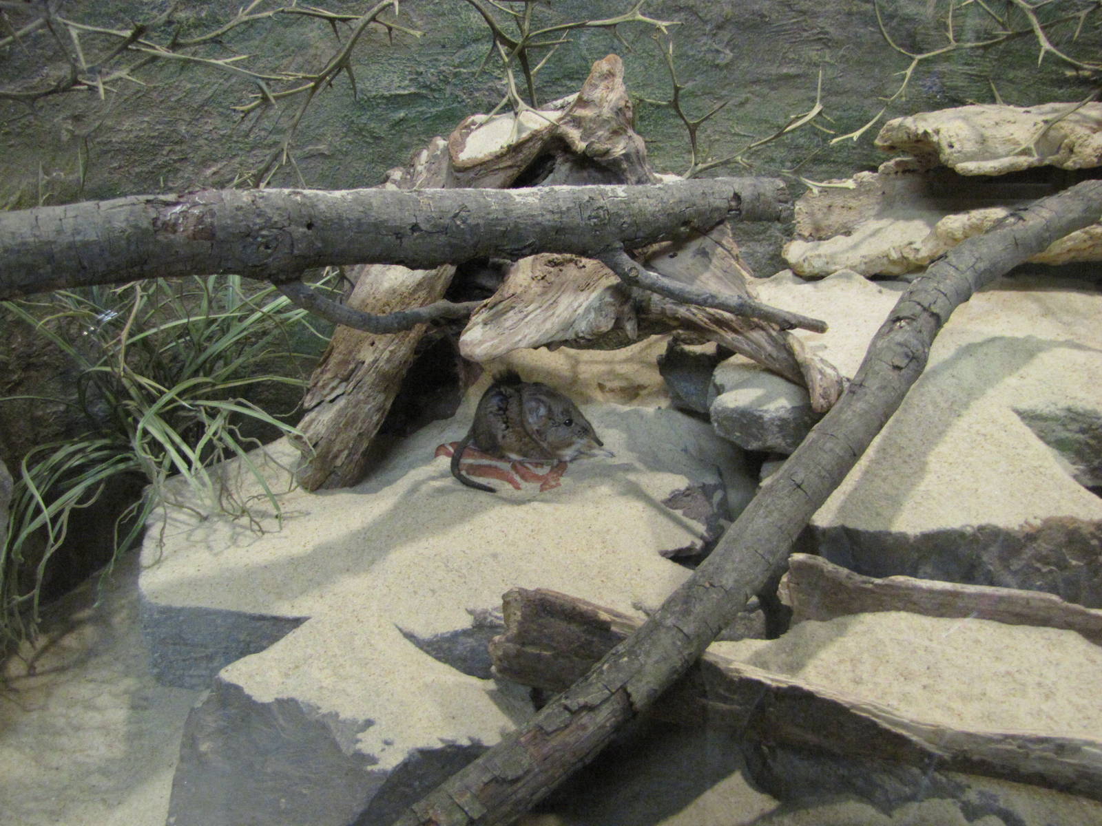 Philadelphia Zoo 2010 - Short-eared Elephant Shrew in Small Mammal House