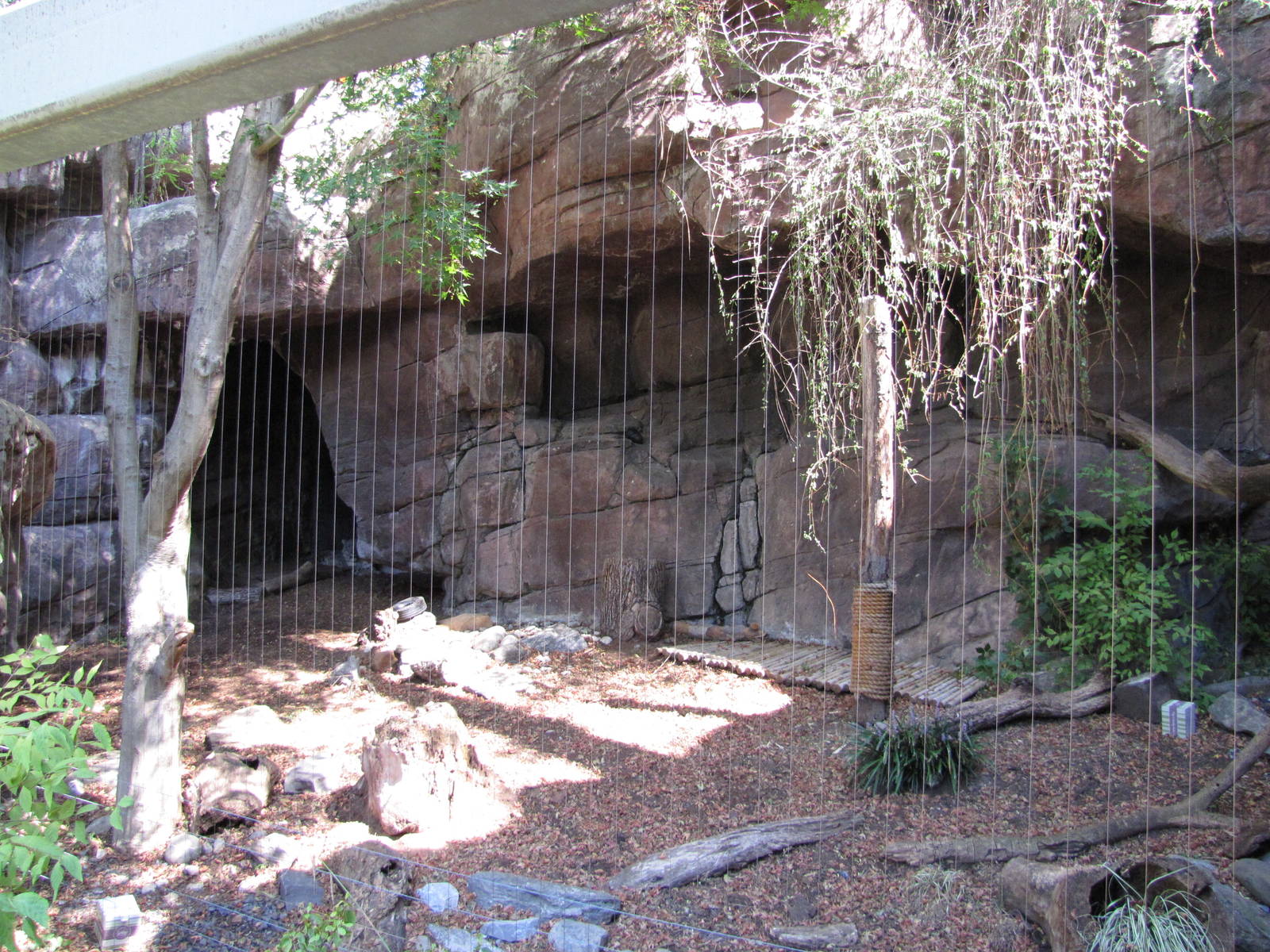 Philadelphia Zoo 2010 - Snow Leopard exhibit in Carnivore Kingdom