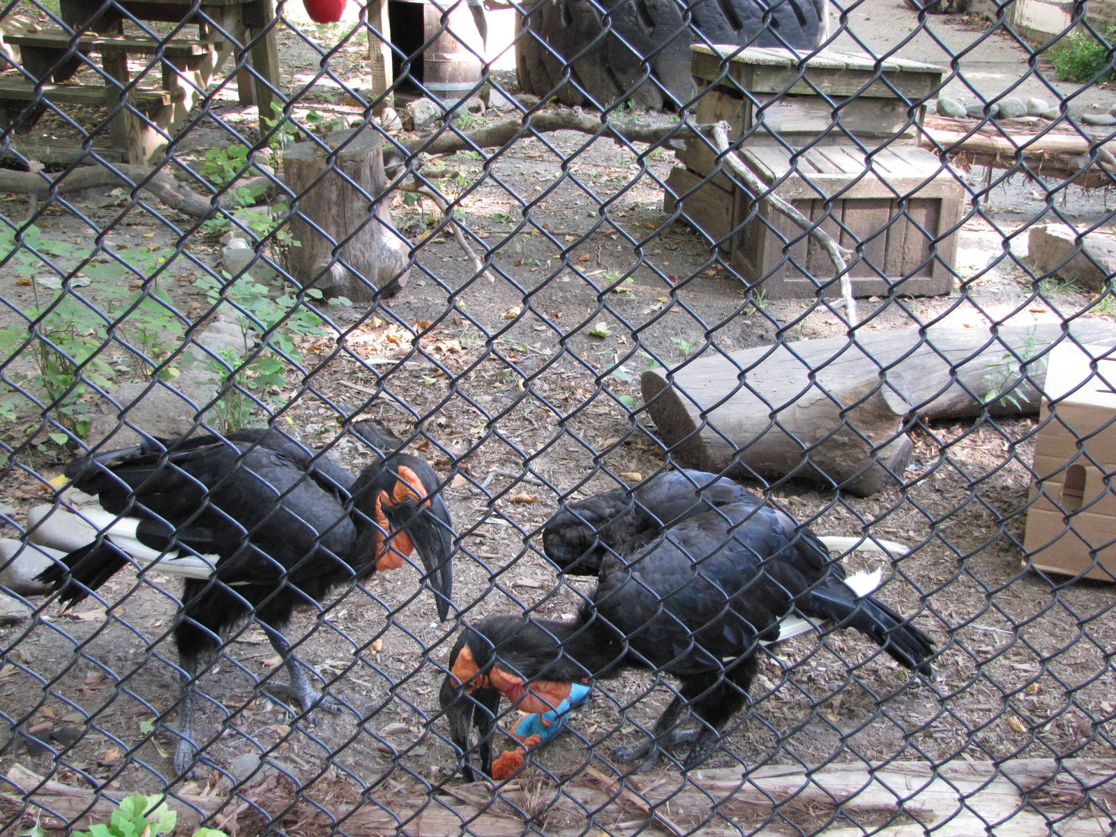 Philadelphia Zoo 2010 - Southern Ground Hornbill
