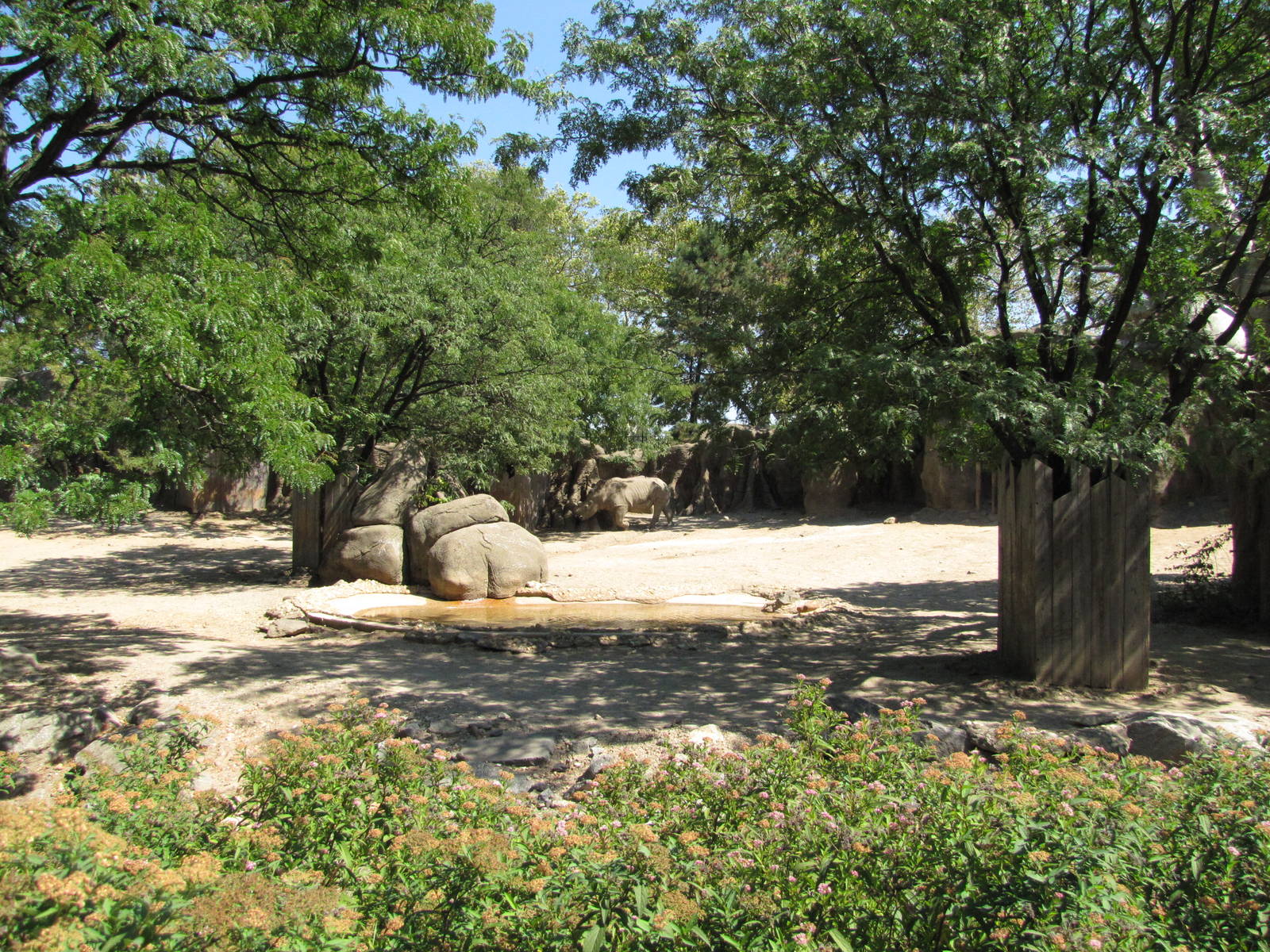 Philadelphia Zoo 2010 - Southern White Rhinoceros exhibit in African Plains