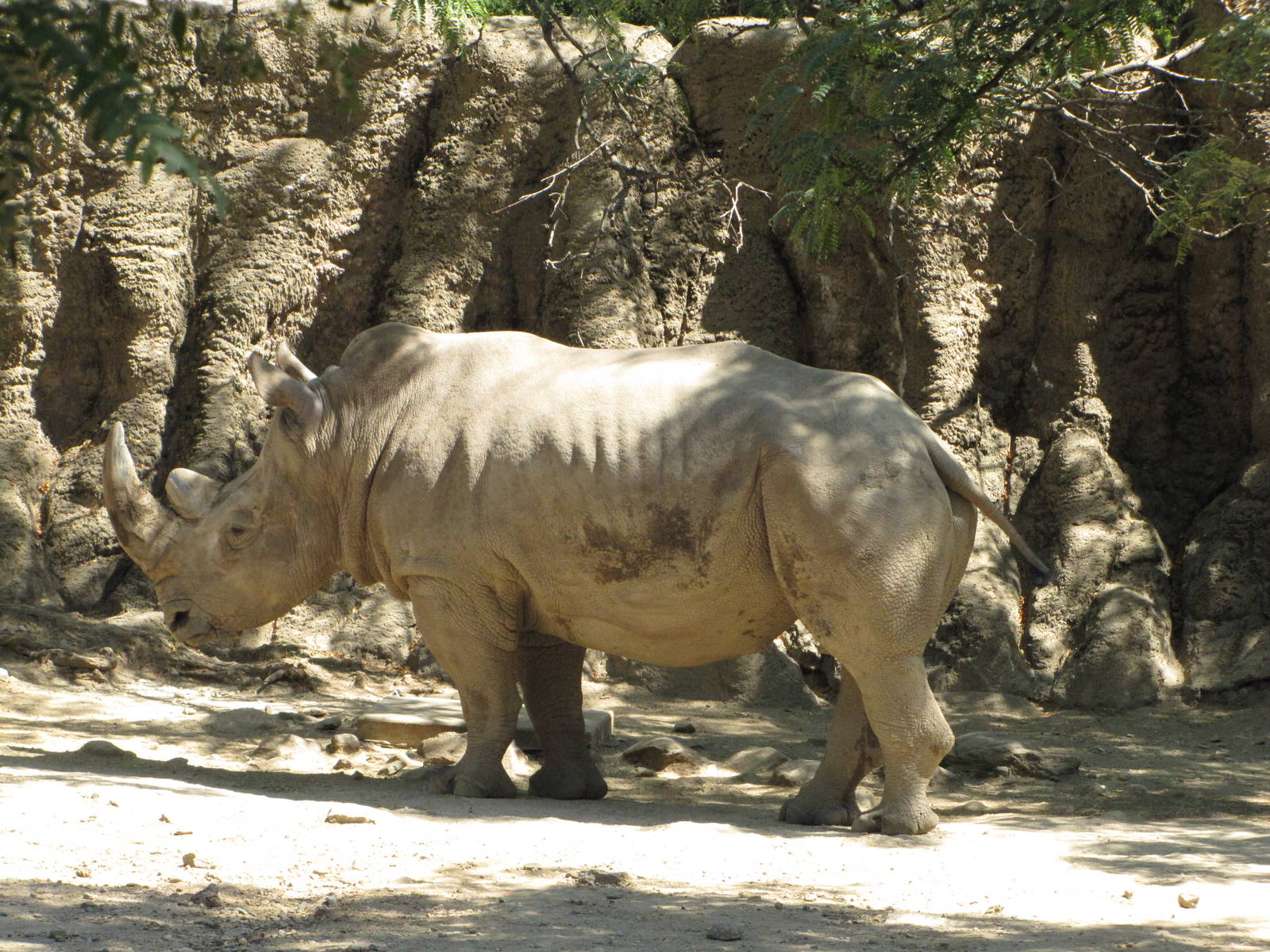 Philadelphia Zoo 2010 - Southern White Rhinoceros in African Plains