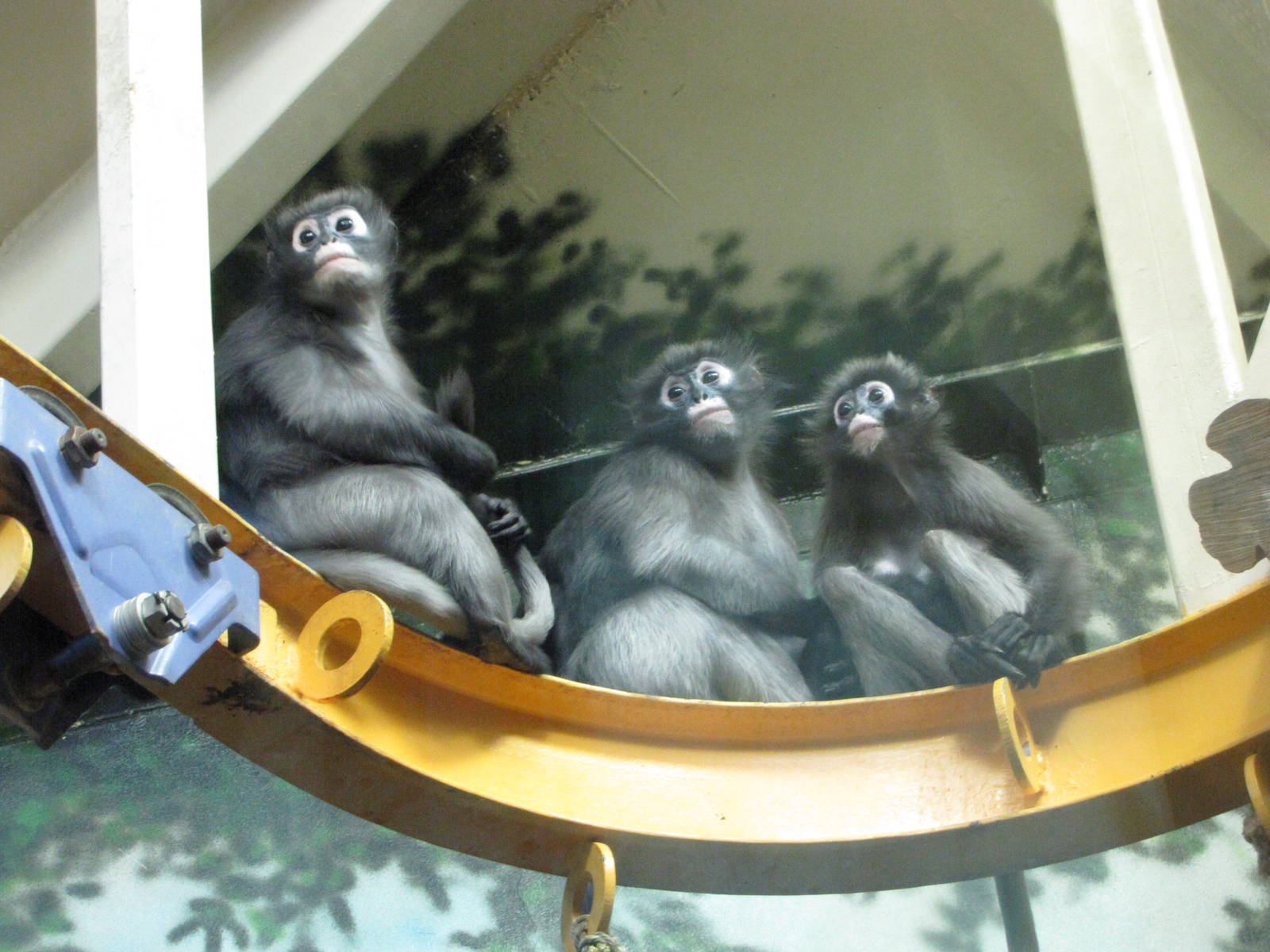 Philadelphia Zoo 2010 - Spectacled Langurs in PECO Primate Reserve