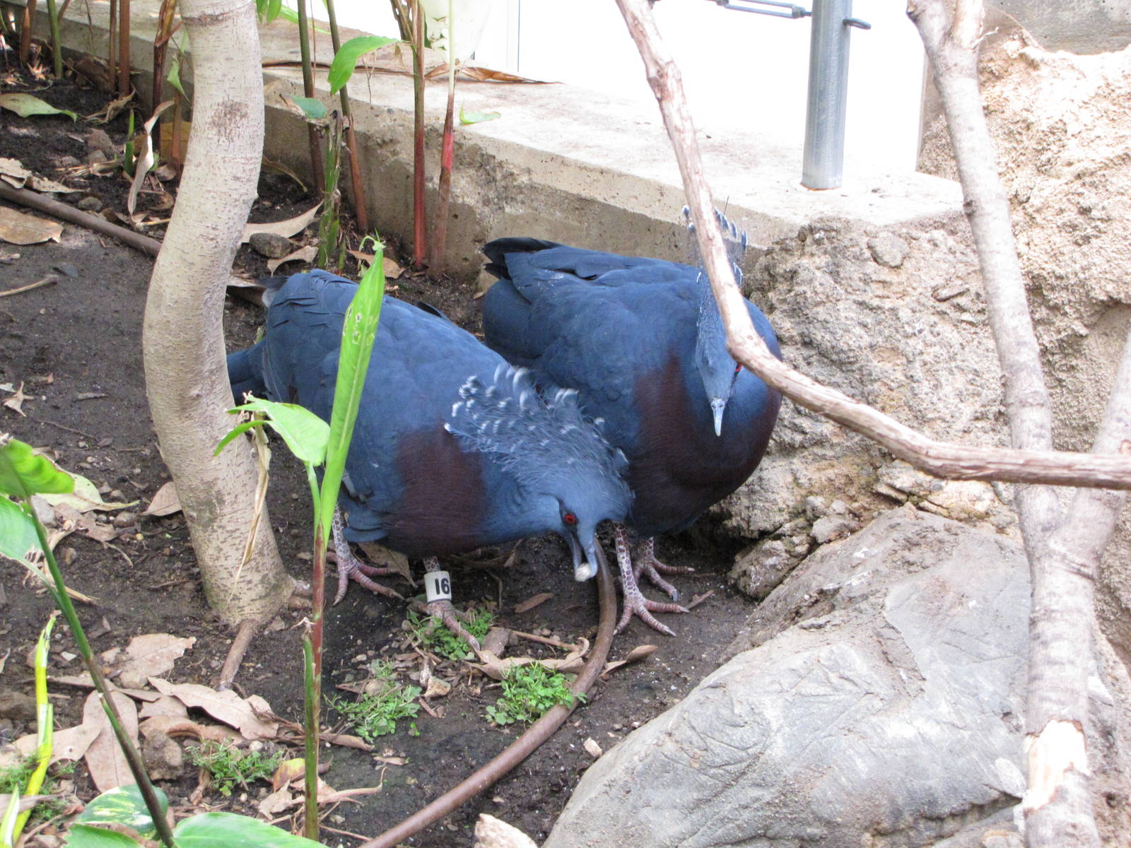 Philadelphia Zoo 2010 - Victoria Crowned Pigeon in McNeil Avian Center