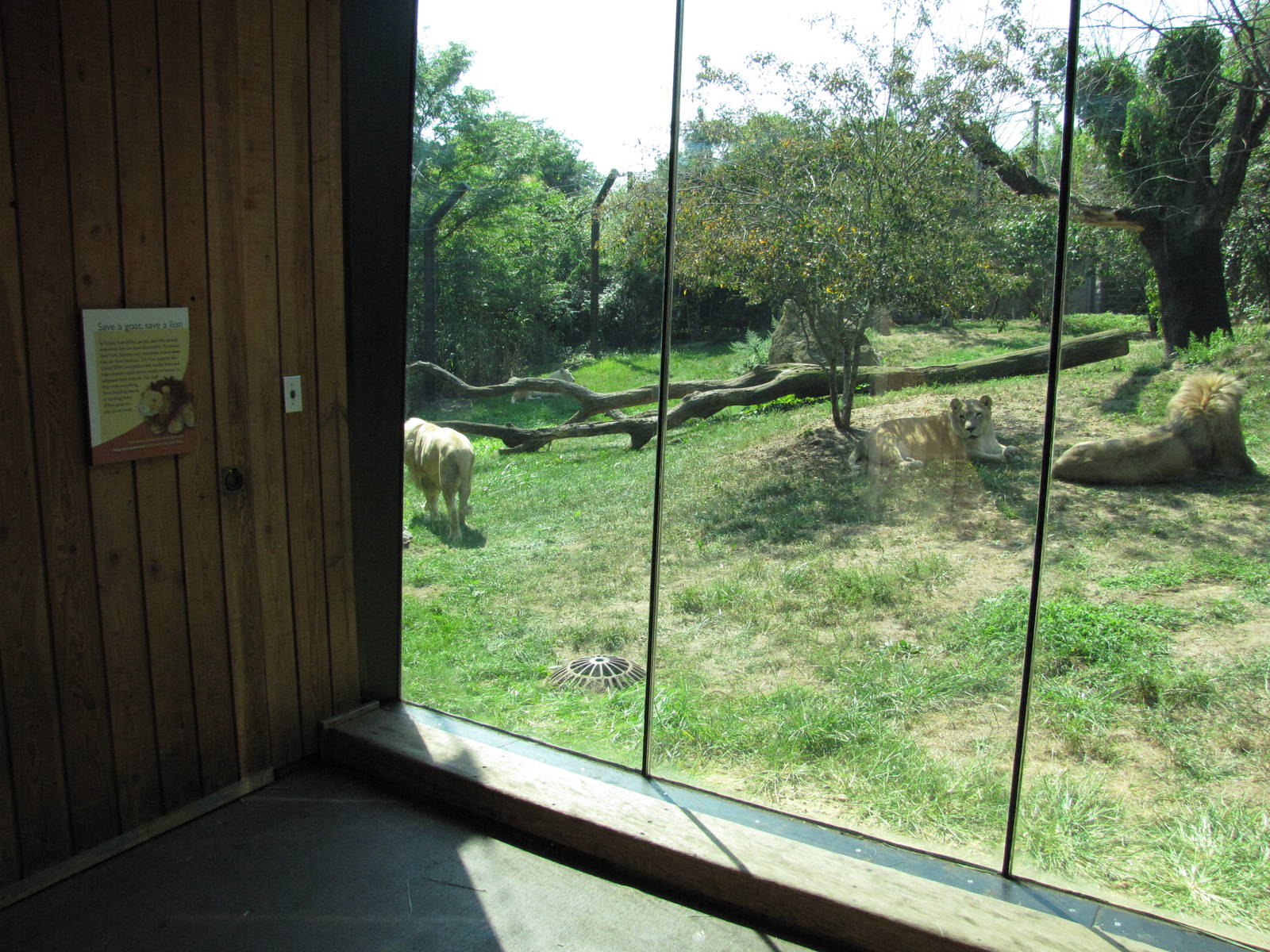 Philadelphia Zoo 2010 - Viewing window into the African Lion exhibit