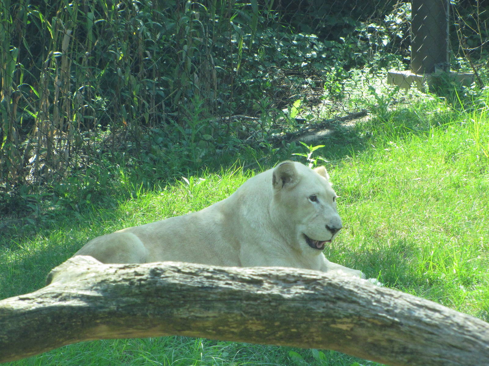 Philadelphia Zoo 2010 - White African Lion