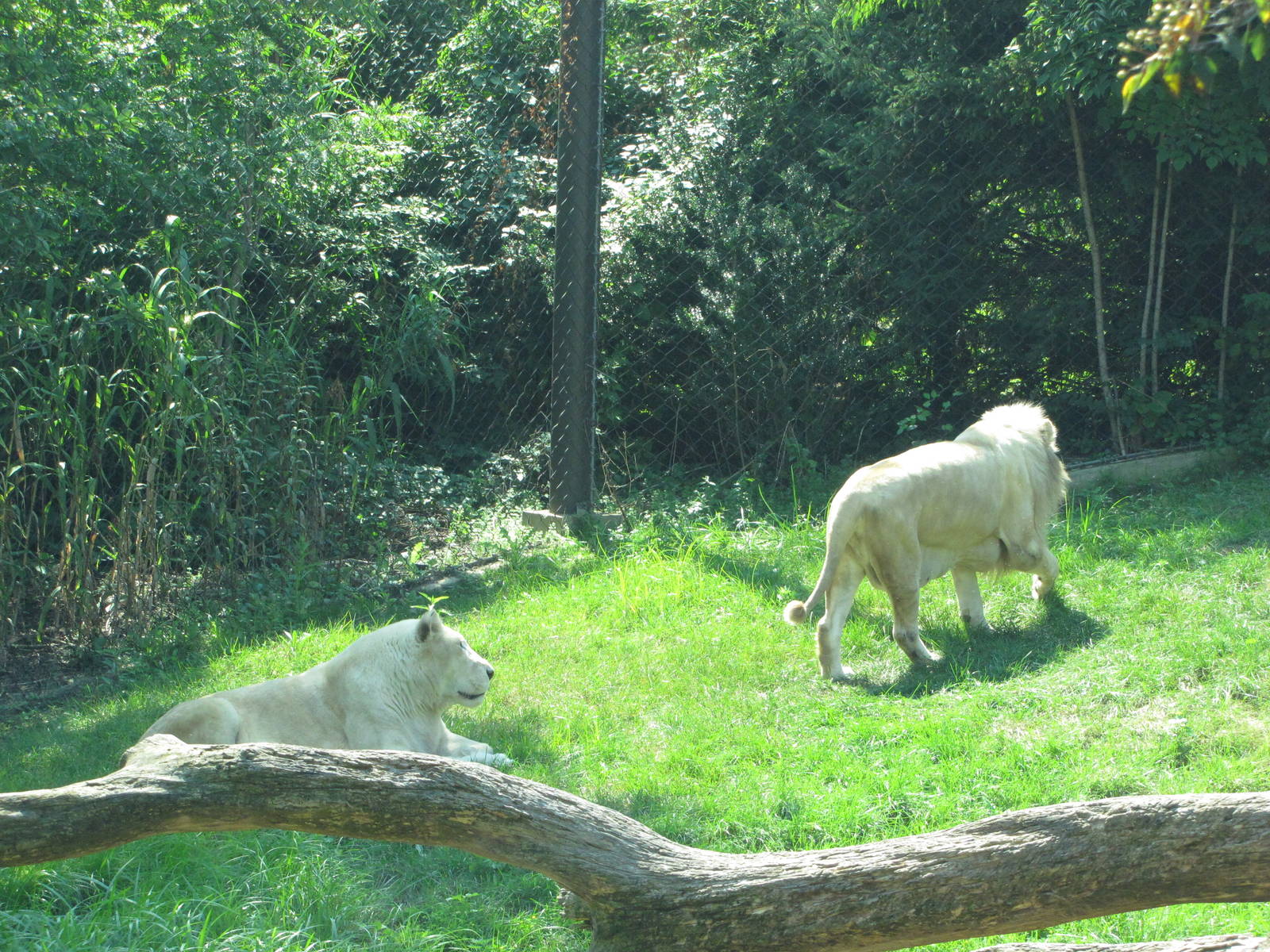 Philadelphia Zoo 2010 - White African Lions