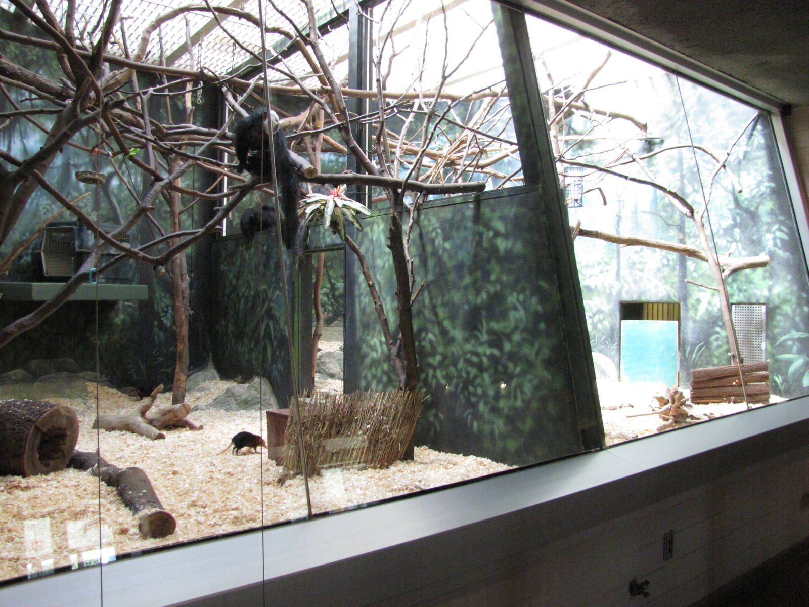 Philadelphia Zoo 2010 - White-faced Saki exhibits in Rare Animal Conservati