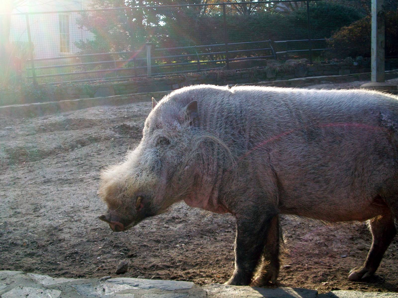 Philadelphia Zoo - Bearded Pig