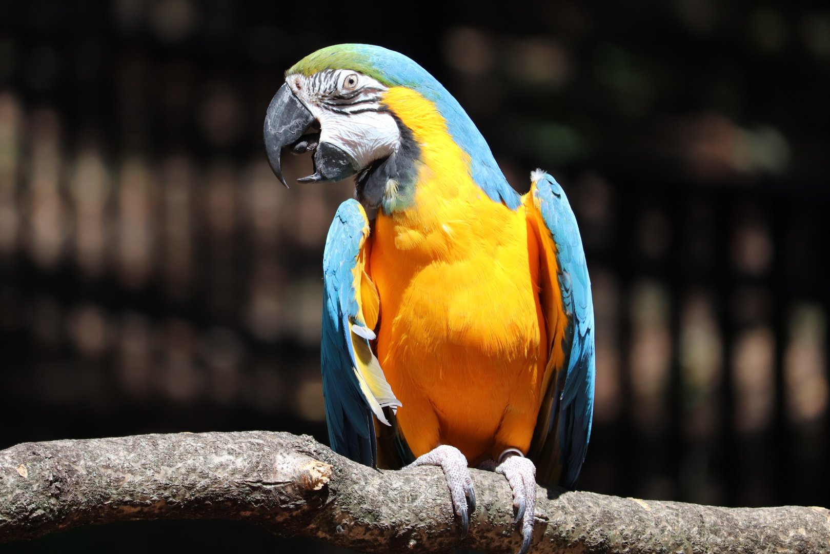 Philadelphia Zoo - Blue And Gold Macaw