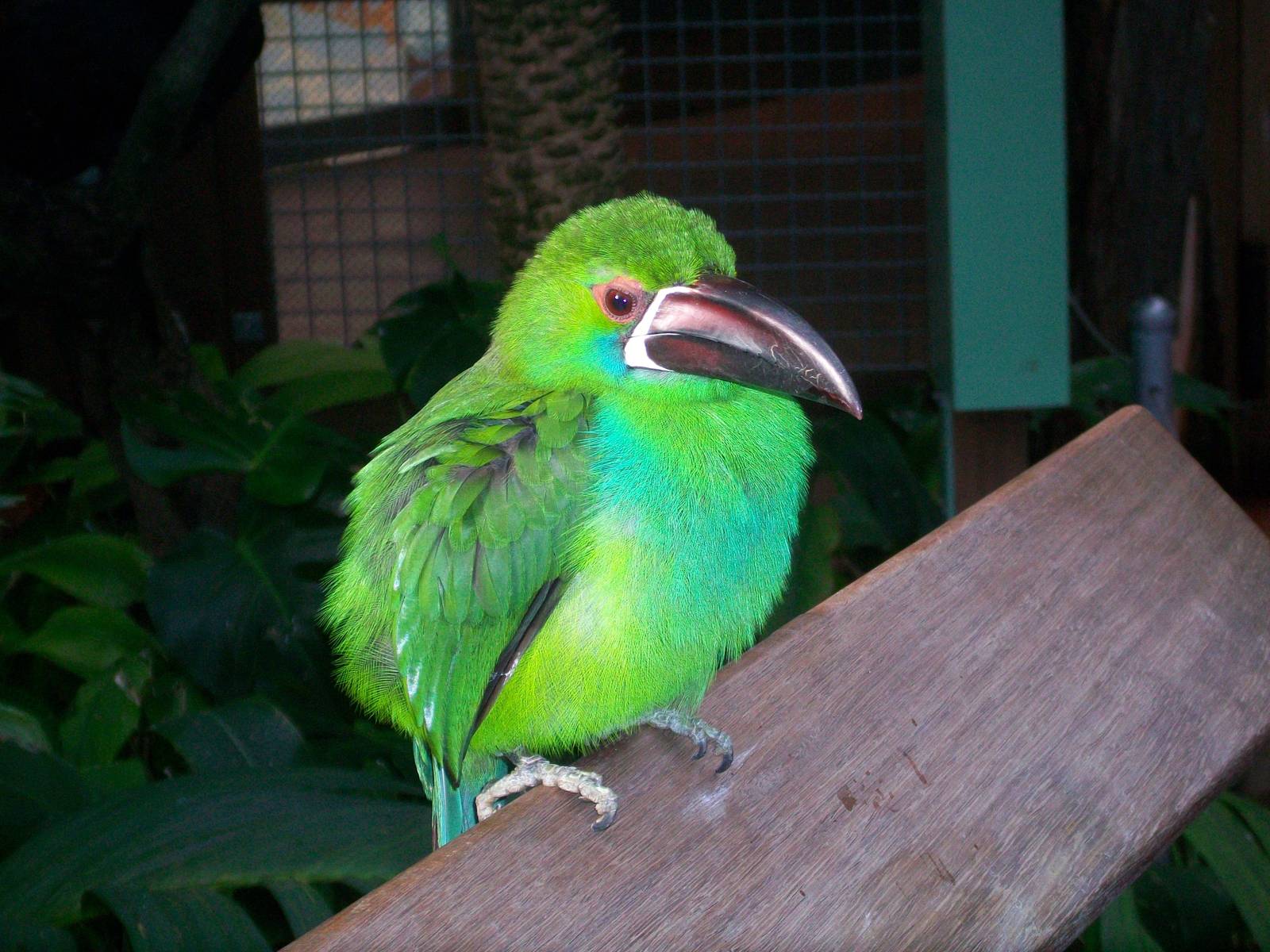 Philadelphia Zoo - Crimson-rumped Toucanet