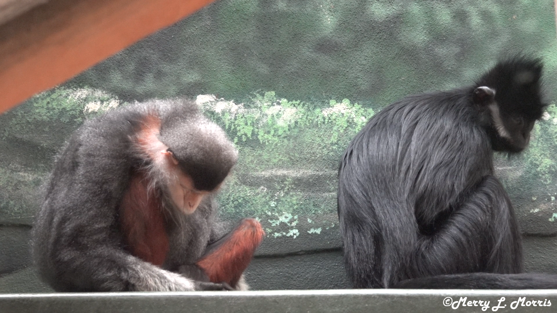 Philadelphia Zoo Douc Langur and Francois Langur Asleep Together