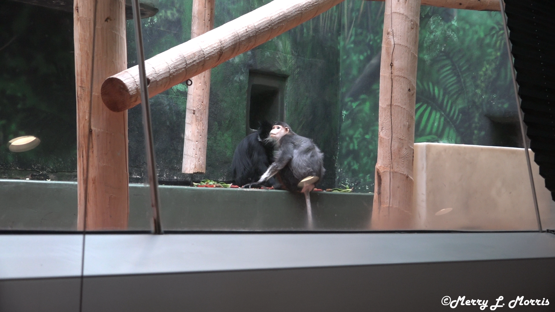 Philadelphia Zoo Douc Langur with Francois Langur