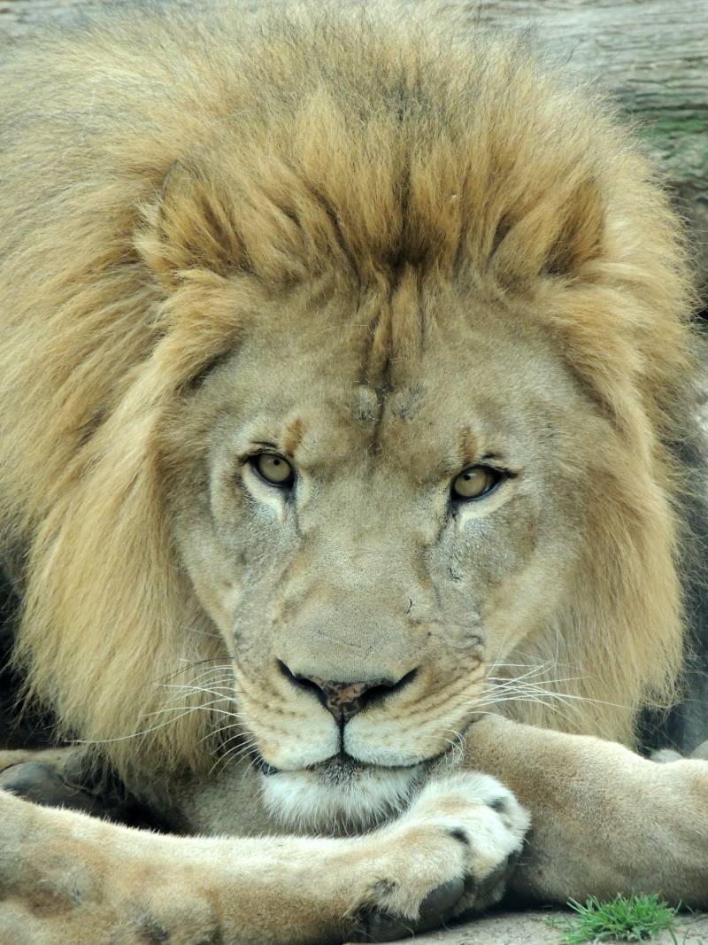 Philadelphia Zoo Male Lion Close Up