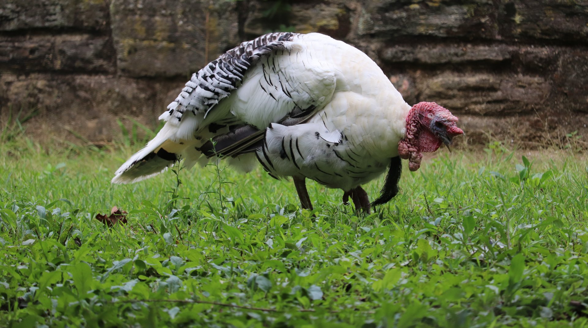 Philadelphia Zoo - Royal Palm Turkey