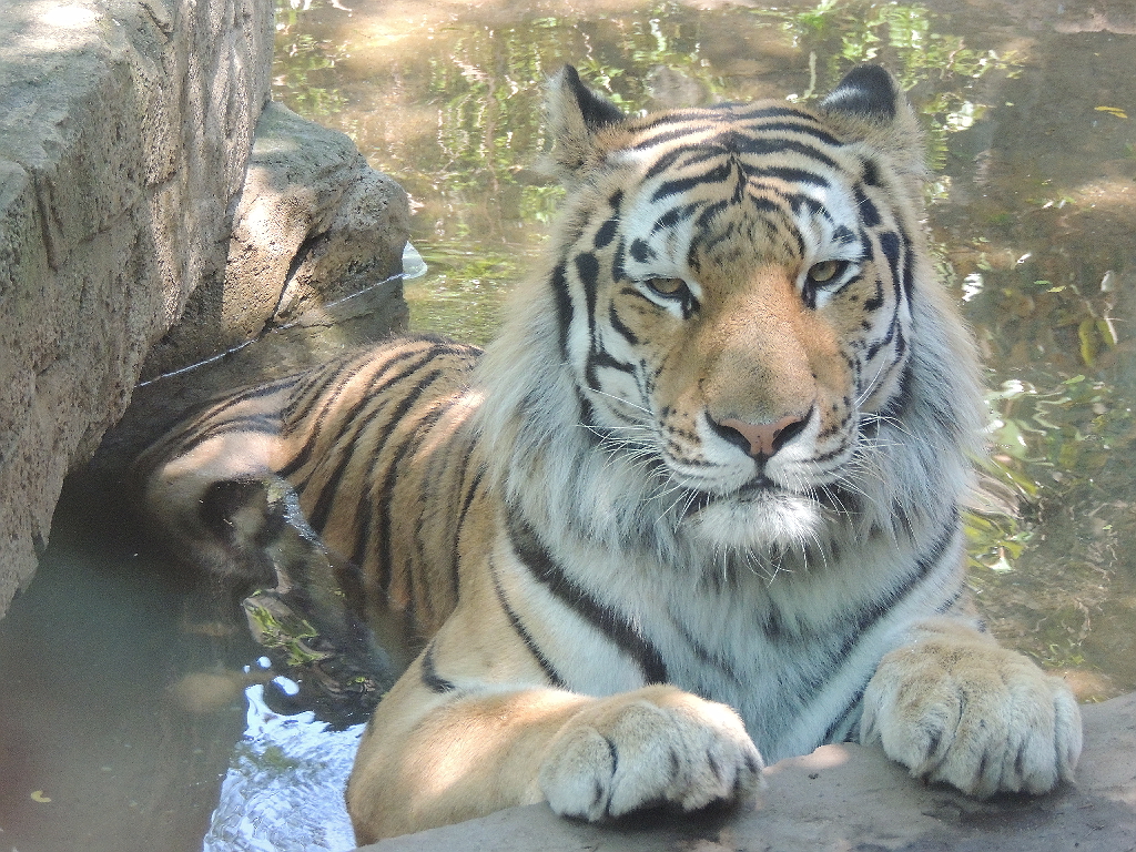 Philadelphia Zoo`s New Tiger