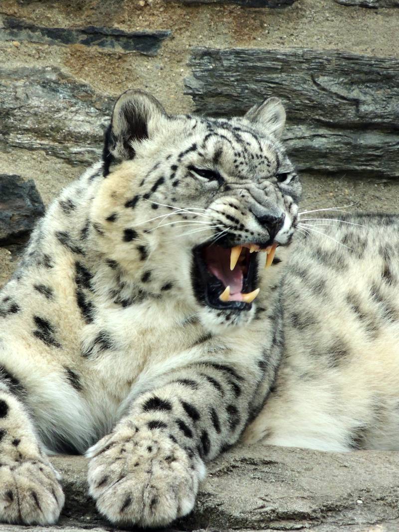 Philadelphia Zoo Snow Leopard Yawning