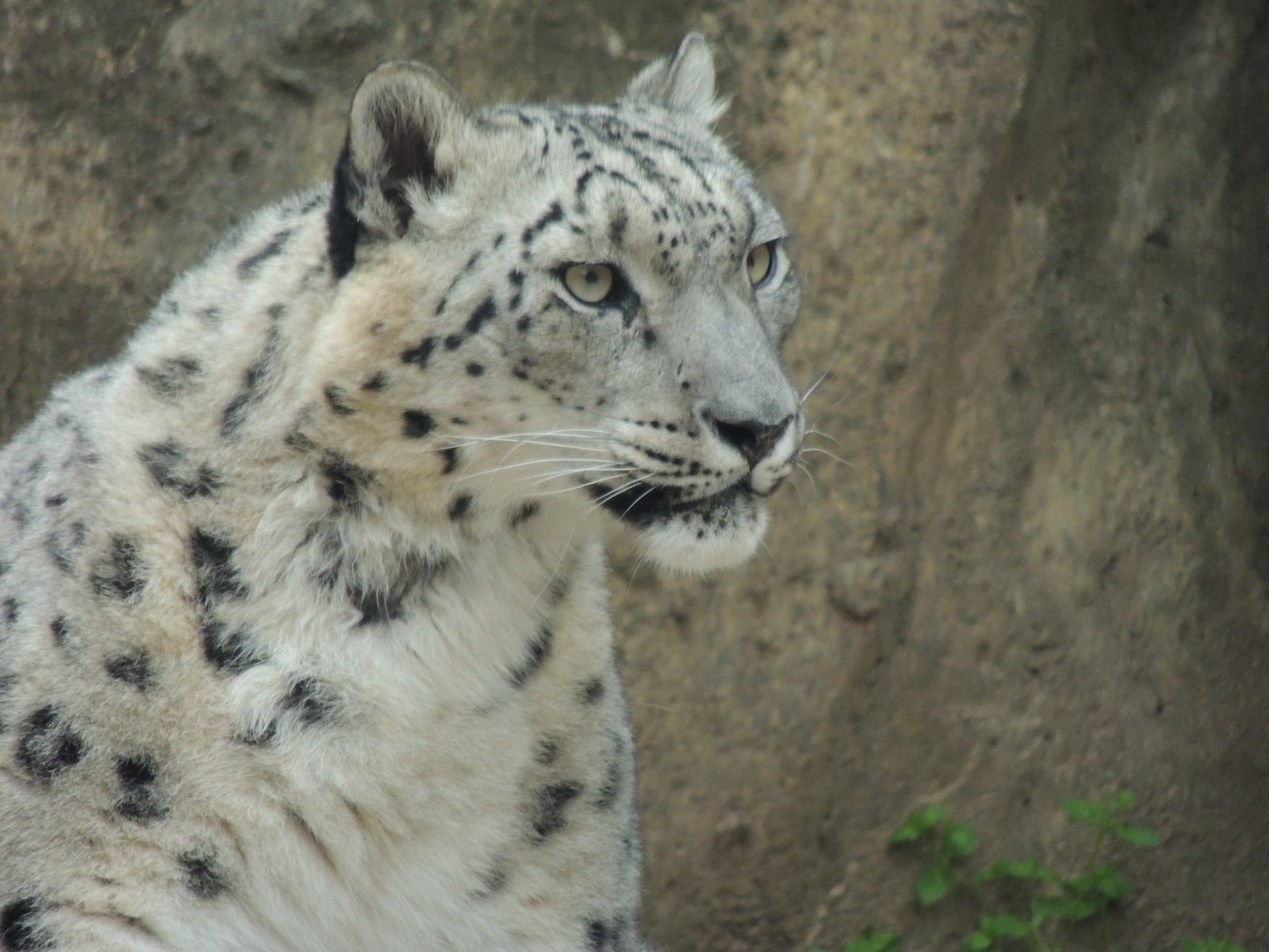Philadelphia Zoo Snow Leopard