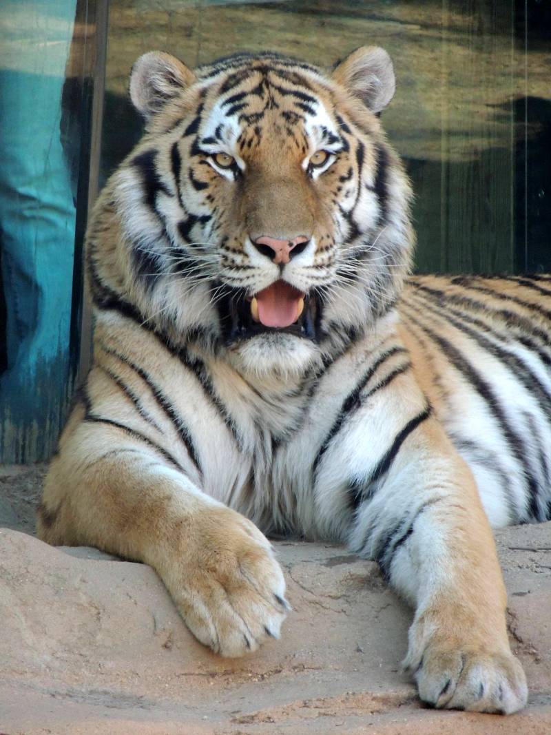 Philadelphia  Zoo Tiger