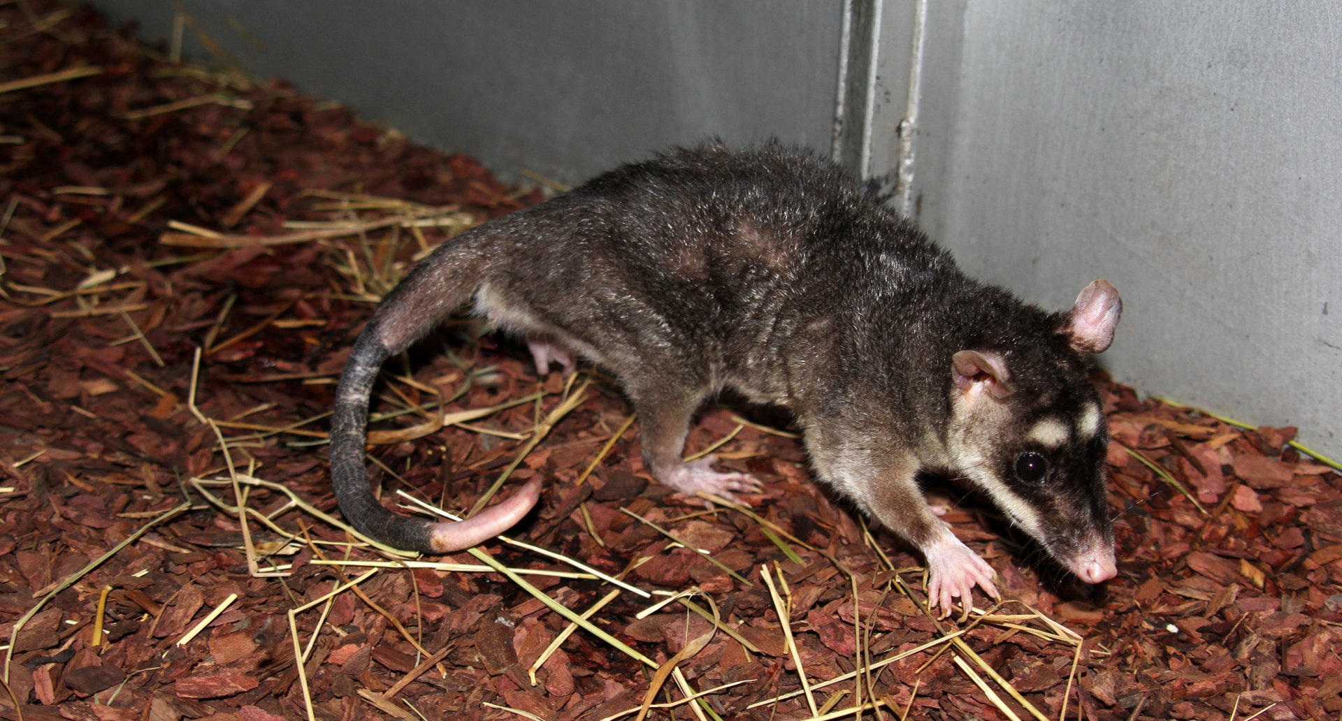 (Philander opossum) Grey four-eyed opossum