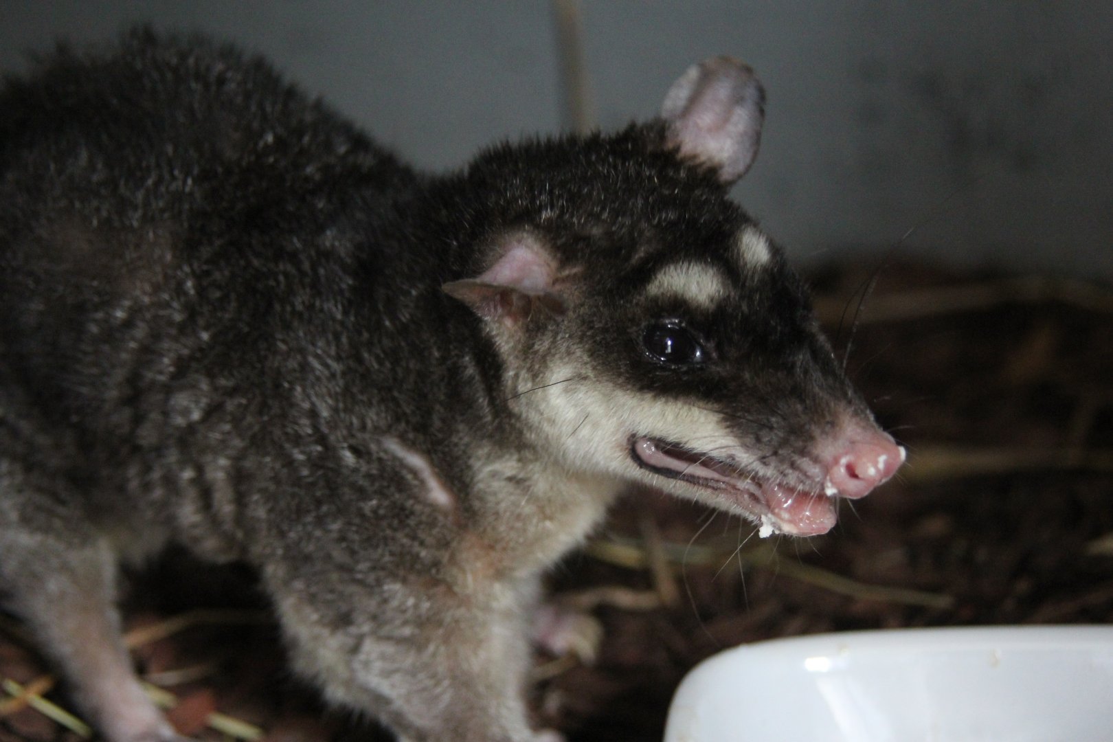 (Philander opossum) Grey four-eyed opossum