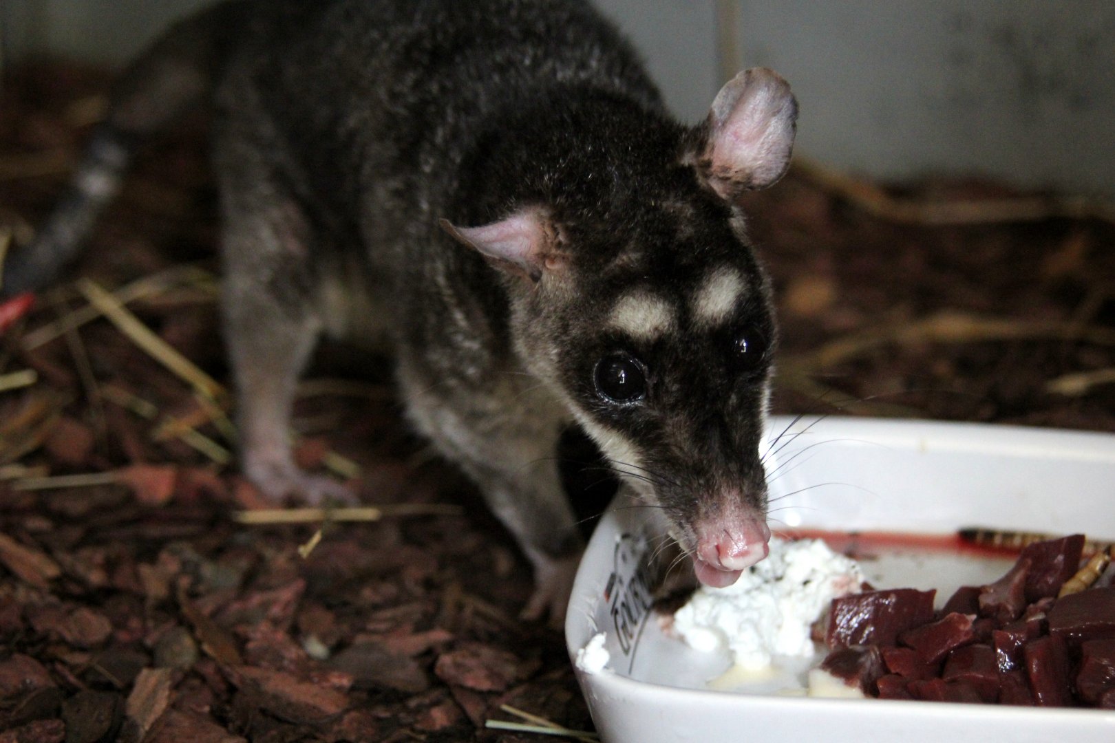 (Philander opossum) Grey four-eyed opossum