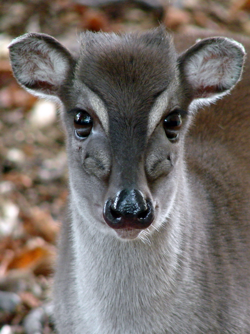 Philantomba monticola ssp hybr  / Blue duiker (female)