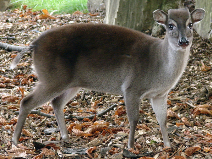 Philantomba monticola ssp hybr  / Blue duiker (female)