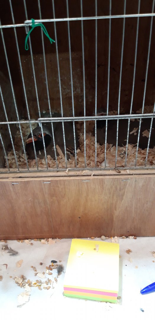 Philbys Partridge Alectoris philbyi